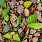 Are Dead Leaves Green or Brown Compost? Understanding the Nutritional Value of Leaf Litter