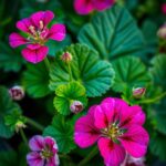 Are Geraniums Annuals or Perennials? Discover the Truth About These Popular Plants