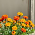 Are Marigolds Full Sun? Discover Ideal Growing Conditions for Vibrant Blooms