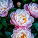 Are Peonies Perennials? Understanding Their Lifespan and Care Tips