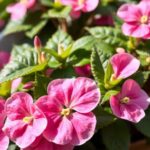 Can Impatiens Grow in Full Sun? Discover the Best Growing Conditions for Your Garden