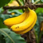 Discover Why Hang an Overripe Banana in Your Garden? The Surprising Benefits Explained!