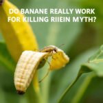 Do Banana Peels Really Work for Killing Aphids? Uncovering the Truth Behind This Garden Myth