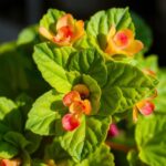 Do Begonias Need Full Sun? Discover the Best Light Conditions for Your Begonias