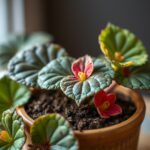 Do Coffee Grounds Help Begonias? Discover the Benefits for Your Plants!