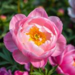 Do Peonies Like to Be Crowded? Discover the Best Planting Practices for Healthy Blooms