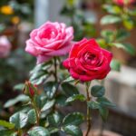 Do Roses Prefer Pots or Ground? Essential Tips for Optimal Growth