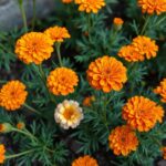 How Do You Keep Marigolds Blooming? Essential Tips for Vibrant Flowers Year-Round