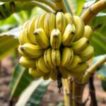 How Long Do Bananas Take to Grow? A Complete Guide to Banana Growth Time and Care