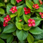How Long Do Impatiens Last? Essential Tips for Longer Blooms in Your Garden