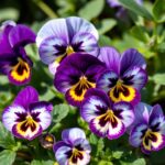 How Long Do Pansies Last? Essential Tips for a Lively Garden