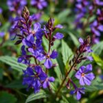 Is Lobelia a Perennial or Annual? Discover the Truth About This Popular Plant