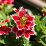 Is Lobelia a Sun or Shade Plant? Discover the Best Growing Conditions for Lobelia