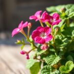 Should You Water Geraniums Every Day? Essential Tips for Optimal Care