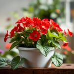 The Ultimate Guide on How to Care for Geraniums? Tips for Thriving Plants!