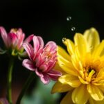 Ultimate Guide: How to Tell if Flowers are Over or Under Watered?