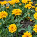 What Destroys Marigolds? Top Pests and Environmental Factors Explained