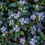 What Does Creeping Phlox Look Like When Not in Bloom? A Comprehensive Guide to Its Foliage and Appearance