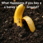 What Happens if You Bury a Banana in the Ground? Discover the Surprising Benefits and Fun Facts!