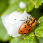 What is the Best Homemade Aphid Killer? Discover Top Recipes and Tips for Effective Pest Control
