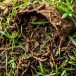 What is the Best Thing to Mix with Grass Clippings for Compost? A Comprehensive Guide to Achieving Perfect Compost Blend.