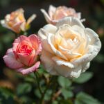 What Month Do Most Roses Bloom? Discover the Best Time for Rose Gardening
