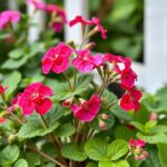 What Not to Plant with Geraniums? Essential Tips for a Thriving Garden