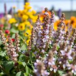 What Perennials Multiply the Fastest? Discover the Quickest Growing Varieties for Your Garden