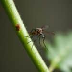 What Plants Keep Mosquitoes Away? Discover the Best Natural Solutions for Your Home and Garden