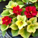 Where is the Best Place to Put Begonias? Tips for Ideal Begonia Placement
